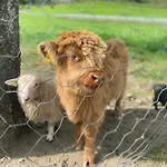 布雷克加尔旅馆 弗洛姆