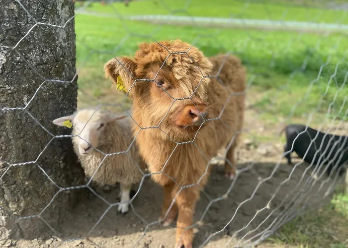 브레게 가드 플람